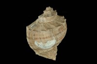 藏品(紅皺岩螺)的圖片